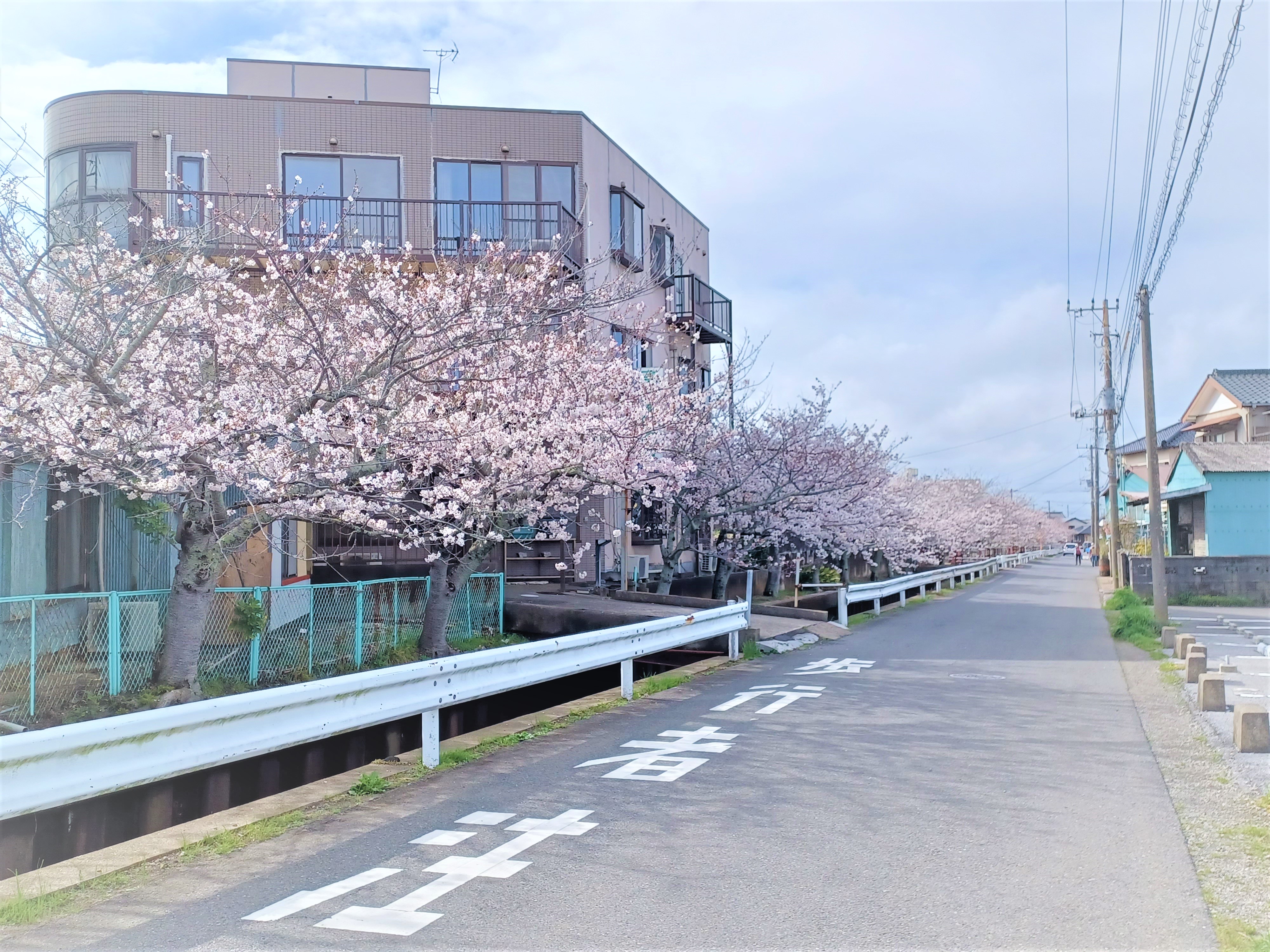 桜の開花報告